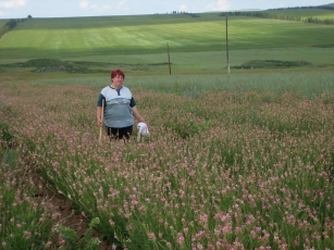 Кадоркина В.Ф. автор сортов картофеля Борус 2, пырея бескорневищного Чулымский, эспарцета Тасхыл 3