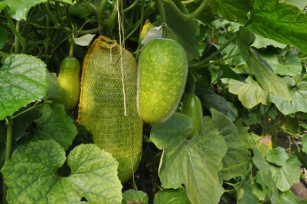 Бенинказа. Выращено в ЦСБС СО РАН.