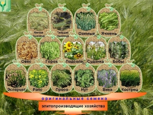 Основные культуры селекции и семеноводства Алтайского НИИХ