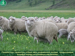 Горно-Алтайский НИИ сельского хозяйства