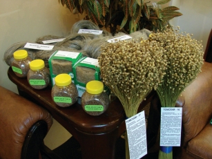 Лён–долгунец селекции Сибирского научно-исследовательского института сельского хозяйства и торфа