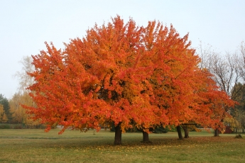 The photo belongs to the Central Siberian Botanical Garden of the Siberian Branch of the RAS. Foto J.V. Ovchinnikova