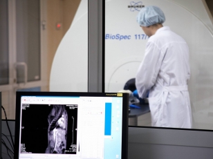 В комплекс оборудования ЦКП «Центр генетических ресурсов лабораторных животных» входит магнитно-резонансный томограф BioSpec (самый мощный в России)