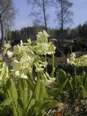 The photo belongs to the Central Siberian Botanical Garden of the Siberian Branch of the RAS.