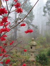 Central Siberian Botanical Garden of the Siberian Branch of the RAS