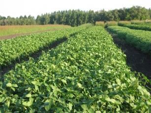 Селекционные посевы сои