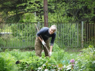 Экспозиции лаборатории лекарственных растений, ЦСБС СО РАН