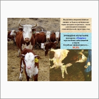 Алтайский НИИ животноводства и ветеринарии