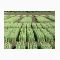 Опытные посевы лаборатории селекции мягкой яровой пшеницы ФГБНУ «СибНИИСХ».