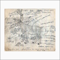 Названия частей тела оленя на орокском языке (из архива К.А. Новиковой)