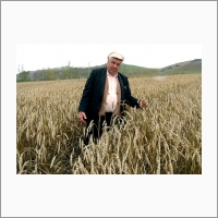 Деморенко И.Ф. – автор сортов мягкой яровой пшеницы Саянская 55, Кантегирская 89, Безим (2004 г.)