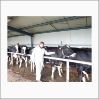 Оздоровления крупного рогатого скота от бруцеллеза на молочных комплексах