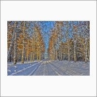 Березовая аллея зимой, Академгородок, 2018. Фото С.В. Алексеенко.