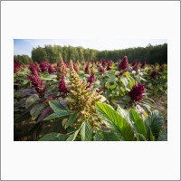 The institute’s people improving existing crops and proposing new ones. One of the new ones is amaranth.