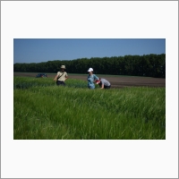 Сотрудники СибНИИРС осматривают экспериментальные посевы ячменя