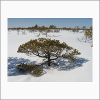 Бакчарское болото зимой. Фото Головацкой Е.А. 