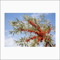 Sea buckthorn cultivars developed at the Institute are known and in demand