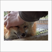 The legacy of Dmitry Belyaev’s domestication experiment at the Institute: the one-of-a-kind population of tame foxes