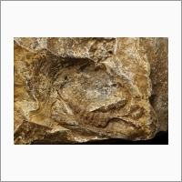 Отпечаток нижней челюсти юрских динозавров.