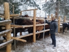 Буян Монгуш исследует тувинскую породу лошадей
