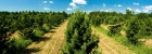 Лесосеменные плантации кедра сибирского  в Елбашинском питомнике АО «Бердский лесхоз»
