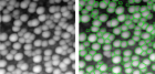 На левой картинке - исходное изображение наночастиц платины, полученное на сканирующем туннельном микроскопе; на правой картинке -  контуры наночастиц, распознанные нейронной сетью 