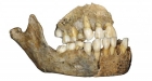 Челюсть неандертальца. Фото www.sciencenews.org