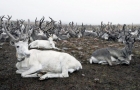 Северные олени. Якутия. Фото П. Оконешникова 