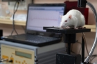Бетамид прошел тестирование на лабораторных животных. На фото — крыса на специальном кардиографе. Фото Ю. Поздняковой