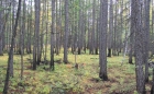 Лиственничный лес в Центральной Якутии. Фото П. Я. Константинова, ИМЗ СО РАН 