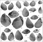 Двустворчатые моллюски (Buchia) рязанского региояруса, найденные сотрудниками ИНГГ СО РАН