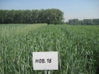 Пшеница мягкая яровая Новосибирская 18.