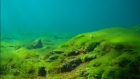 Подледное развитие водорослей в п. Листвянка на Байкале. Видео ЛИН СО РАН