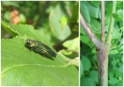 Слева: жук ясеневой узкотелой златки во время питания на листьях ясеня. Справа: побеги ясеня европейского, пораженные грибом-халарой. Фото: Юрий Баранчиков. 