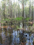 Заболоченный лес в Томской области. Фото ИМКЭС СО РАН 