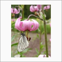 Central Siberian Botanical Garden of the Siberian Branch of the RAS