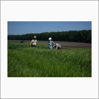 SibNIIRS people examining experimental barley plots