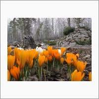 Central Siberian Botanical Garden of the Siberian Branch of the RAS