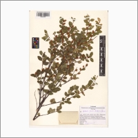 Оцифрованный гербарный лист Берёзы бурой (Betula fusca), Монголия. ЦСБС СО РАН