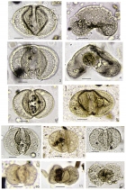 Образцы пыльцы под микроскопом. Фиг. 1–9 - Abietineaepollenites sellowiiformis (Zaklinskaja) Doweld. Фиг. 1, 3, 5-9 – полярная проекция пыльцевого зерна, фиг. 2, 4 - боковая проекция пыльцевого зерна. Фиг. 10, 11 – Podocarpidites libellus (Potonié) Krutzsch. Фиг. 12 – Podocarpus nageiaformis Zakl.