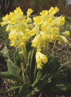 Цветущее растение Primula macrocalyx на юге Томской области