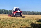 Уборка яровой твердой пшеницы в омском подразделении