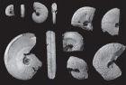 Аммоноидеи рода Orientosirenites, обитавшие в карнийском веке в морских палеобассейнах севера Средней Сибири и Cеверо-Востока Азии
