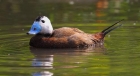 Белоголовая савка (Oxyura leucocephala). Фото www.ebirds.ru 