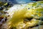 Ольхонский морфотип Draparnaldioides. Фото пресс-службы фонда "Озеро Байкал"