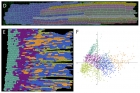  Клеточный паттерн эпидермиса листа пшеницы в зоне роста. Иллюстрация предоставлена Алексеем Дорошковым