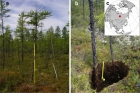 Лиственичный лес в зоне многолетней мерзлоты (слева) и подземная часть дерева, заросшая мхом (справа). Фото: Александр Кирдянов.