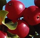 Сорт яблони "Минусинское красное"