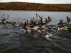 Северные олени. Якутия. Фото Якутия Daily