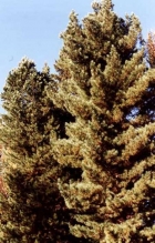 Кедр сибирский - Pinus sibirica, фото Института леса им. В.Н. Сукачева ФИЦ КНЦ СО РАН